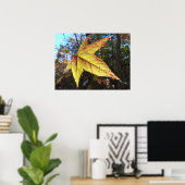Poster Feuille de Liquidambar Glowing dans la Forêt (Bureau à domicile)