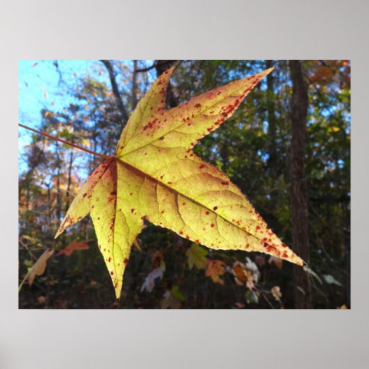 Poster Feuille de Liquidambar Glowing dans la Forêt (Devant)
