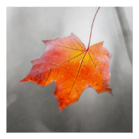 Feuille de Maple Rouge - Automne Velours