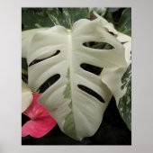 Poster Feuille de Monstera fleurie panachée (Devant)