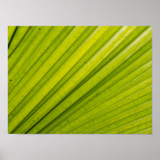 Poster Feuille de palme