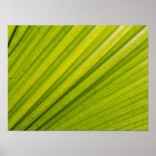 Poster Feuille de palme (Devant)
