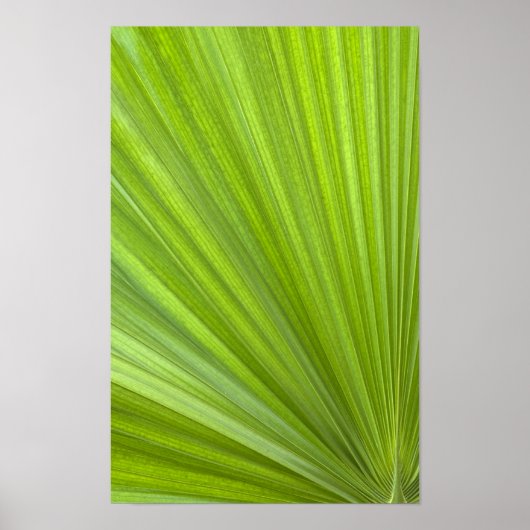 Poster Feuille de palmier tropical vert abstrait (Devant)