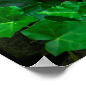 Poster Feuille de vigne blanche feuille plante (Coin)