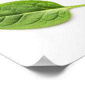 Poster Feuille d'épinards bio Motif sans couture (Coin)