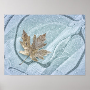 Poster Feuille d'érable congelée sur glace