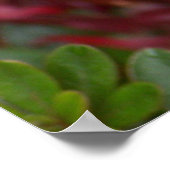 Poster Feuille d'érable japonaise (Coin)