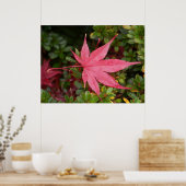 Poster Feuille d'érable japonaise (Cuisine)