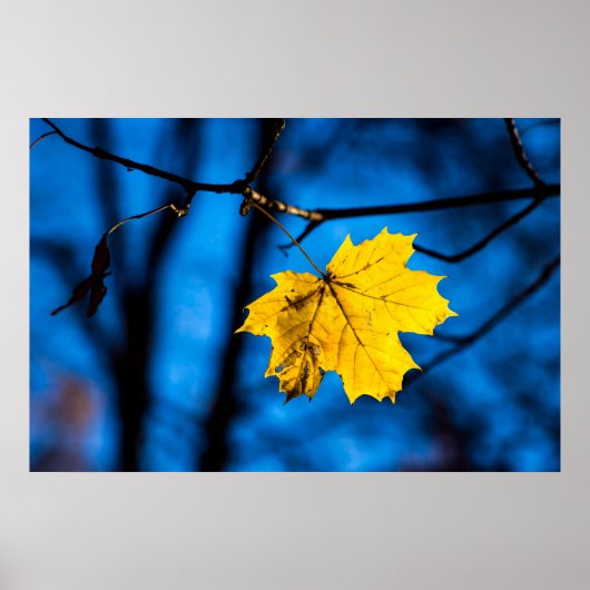 Poster Feuille d'érable jaune en bleu (Devant)