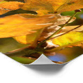 Poster Feuille en chêne jaune (Coin)