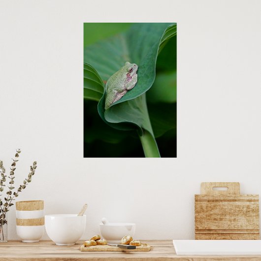Poster Feuille et grenouille d'Hosta vertes (Cuisine)