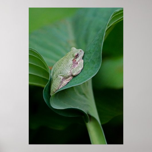 Poster Feuille et grenouille d'Hosta vertes (Devant)