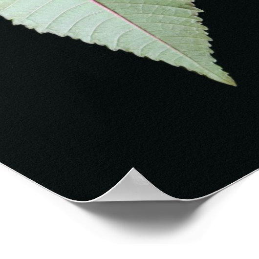 Poster Feuille et tige (Coin)