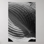 Poster Feuille Hosta noir et blanc (Devant)