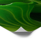 Poster Feuille Hosta verte (Coin)