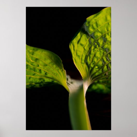 Poster Feuille Hosta verte en noir (Devant)