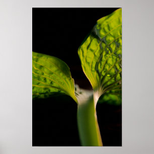 Poster Feuille Hosta verte en noir