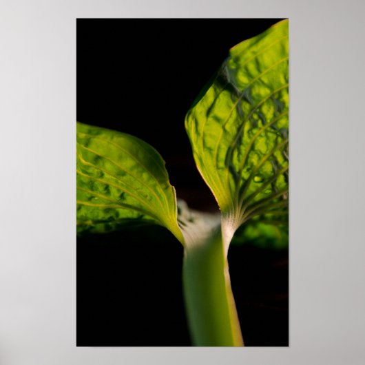 Poster Feuille Hosta verte en noir (Devant)