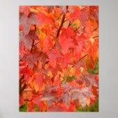 Poster Feuille Liquidambar (Devant)