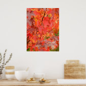 Poster Feuille Liquidambar (Cuisine)
