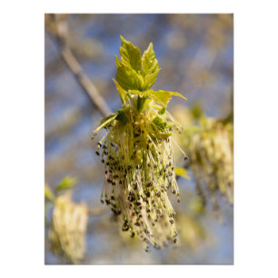 Poster Feuille mignons en photo de printemps