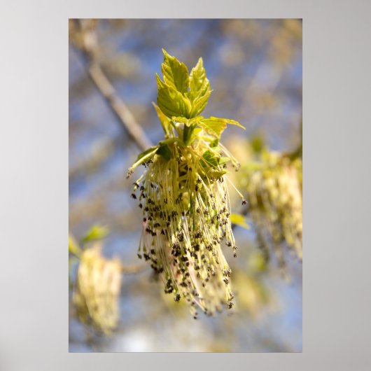 Poster Feuille mignons en photo de printemps (Devant)