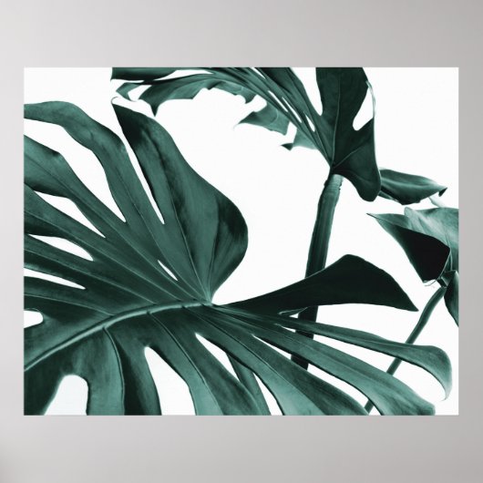 Poster Feuille Monstera (Devant)