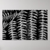 Poster Feuille noir et blanc (Devant)