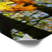 Poster Feuille Pin Oak (Coin)