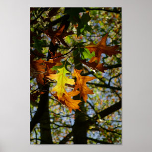 Poster Feuille Pin Oak