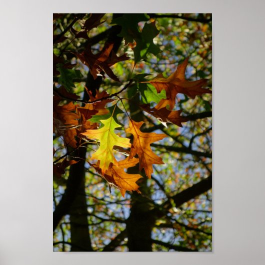 Poster Feuille Pin Oak (Devant)