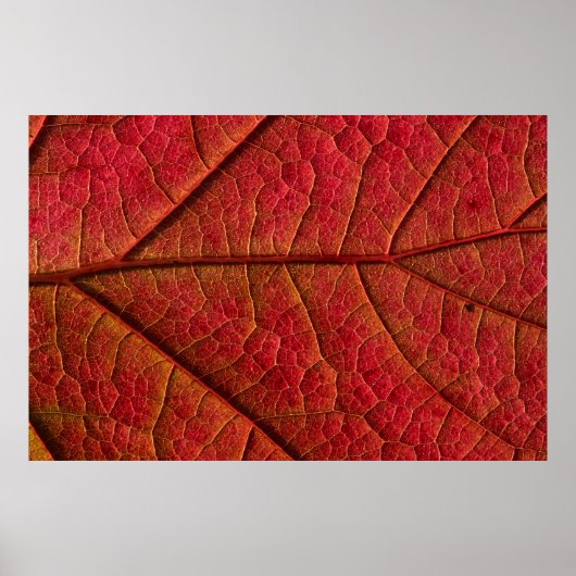 POSTER FEUILLE ROUGE (Devant)