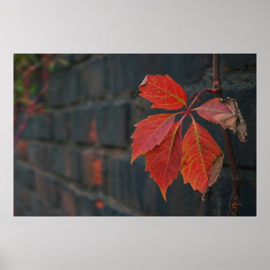 Poster Feuille rouge (Devant)