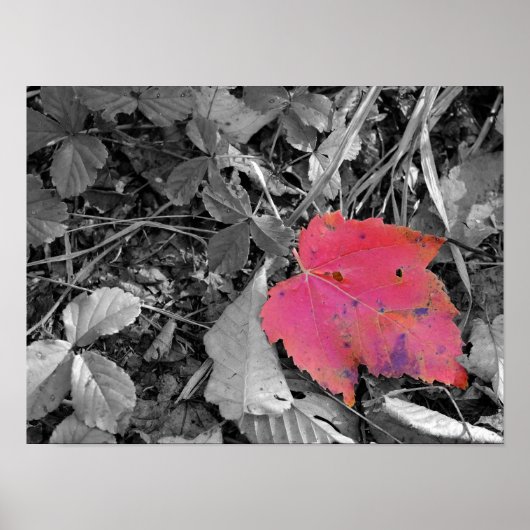 Poster Feuille rouge éclat de couleur (Devant)