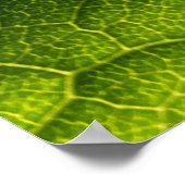 Poster Feuille verte (Coin)