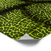 Poster Feuille verte (Coin)