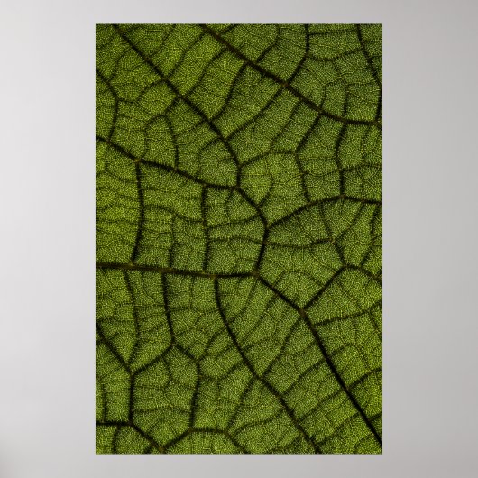 Poster Feuille verte (Devant)