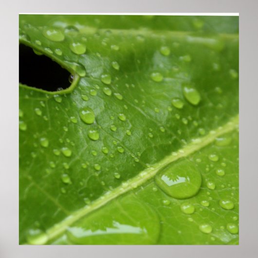 Poster Feuille verte avec Raindrops Poster/Imprimer (Devant)