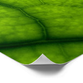 Poster Feuille verte rétroéclairée (Coin)