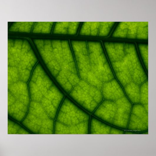 Poster Feuille verte rétroéclairée (Devant)