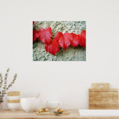 Poster Feuille Virginia Creeper (Cuisine)