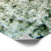 Poster Feuille Virginia Creeper (Coin)