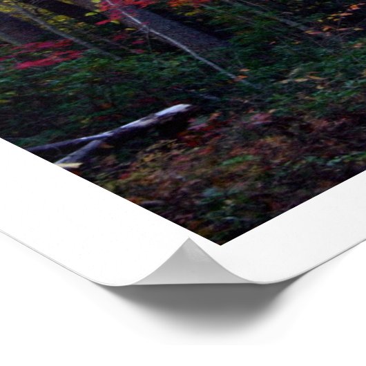 Poster feuilles (Coin)