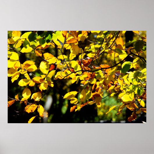 Poster Feuilles à l'automne (Devant)