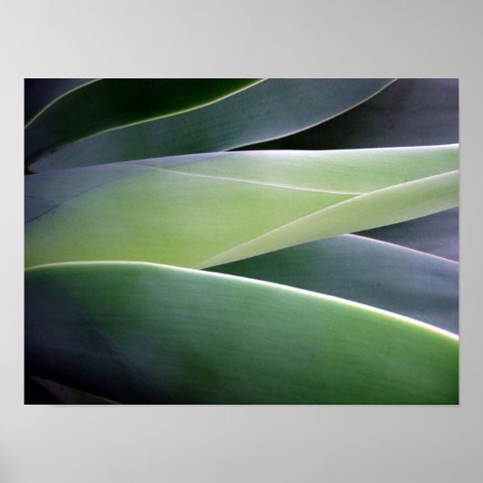 Poster Feuilles agaves (Devant)