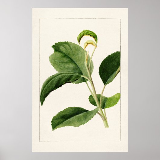 Poster Feuilles Apple (Malus Domestica) (1910) par James  (Devant)
