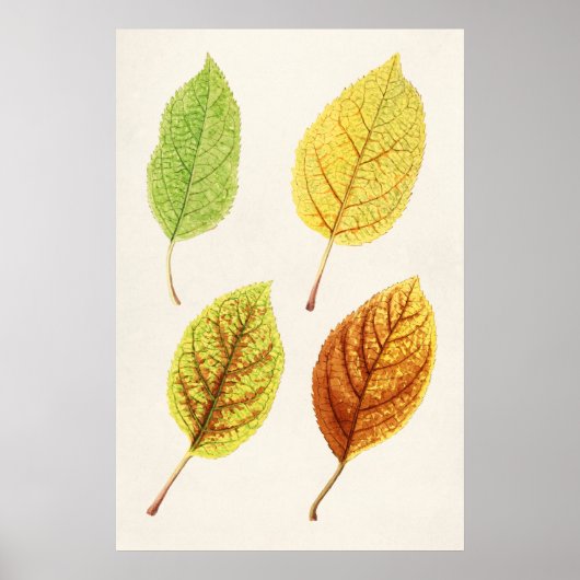 Poster Feuilles Apple (Malus Domestica) (1912) par James (Devant)