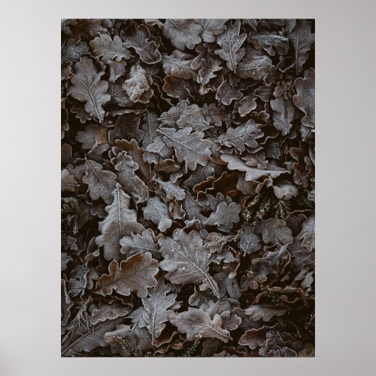 Poster feuilles Brown (Devant)