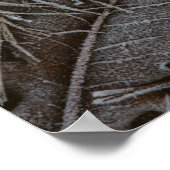 Poster feuilles Brown (Coin)