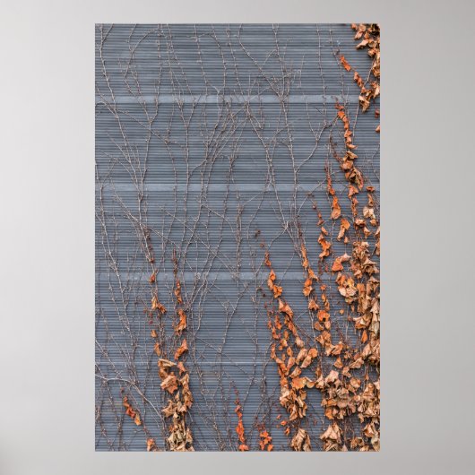 Poster feuilles Brown séchés à l'eau (Devant)